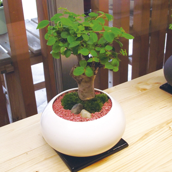 ❤開梱 設置?無料❤ のイメージ創作インテリア盆栽作品 台座付き 人工樹木